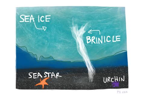 Filming Antarctica's Underwater Secret .